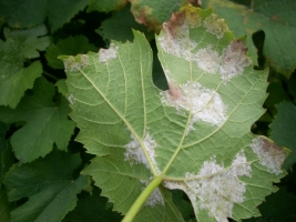 Downy Mildew