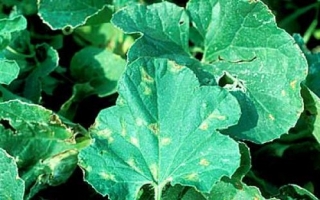 Downy Mildew