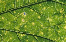 Downy Mildew