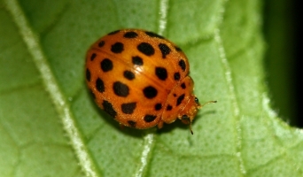 epilancha beetle.jpg