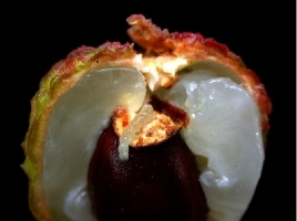 fruit borer litchi.jpg fruit borer litchi.jpg
