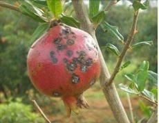Fruit Spot