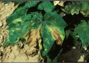 Fusarium Wilt