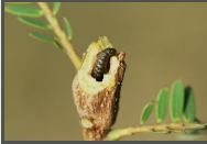 Gall Caterpillar