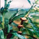 Gall Fly