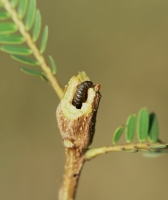 Gall caterpillar