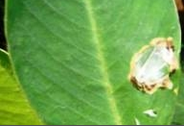 Groundnut Leaf Miner