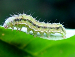 Gram caterpillar