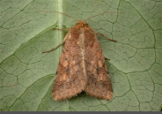 Gram Pod Borer or Heliothis Armigera