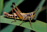 grasshoppers.png