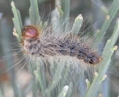 Hairy caterpillar