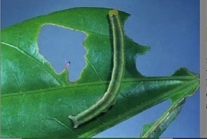 iGREEN.jpg