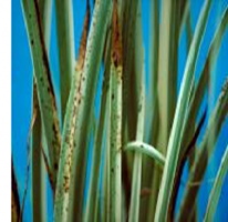 idea99leaf_spot_(sweet_flag.png