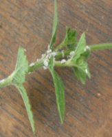 idea99podery_mildew_(tulsi.png