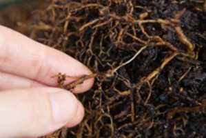 idea99root_rot_(tulsi (1).png