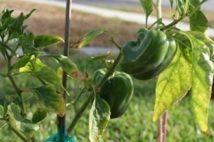 Leaf curl disease