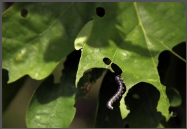 Leaf Eating Caterpillar