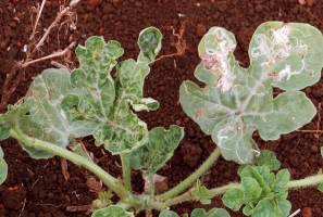 Leaf Miner