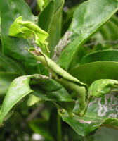 leaf miner litchi.png leaf miner litchi.png