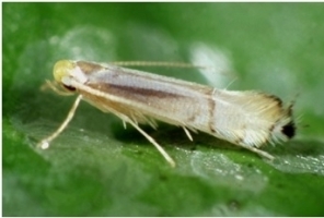 Leaf miner