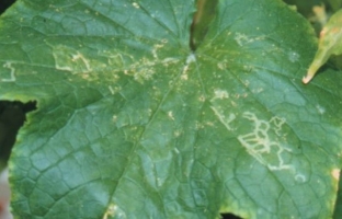 Leaf Miner