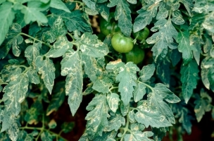 Leaf Miner
