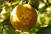 lemon scab.png