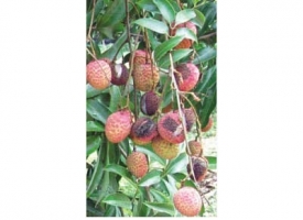 litchi fruit rot.jpg litchi fruit rot.jpg