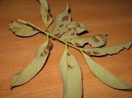 litchi red rust.jpg litchi red rust.jpg