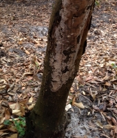 litchi root rot.jpg litchi root rot.jpg