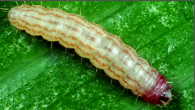 lucerne caterpillar.png
