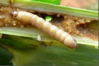 maize borer.png
