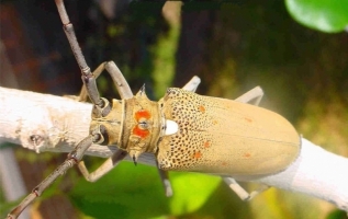 mango hopper mango.jpg mango hopper mango.jpg