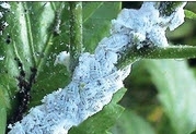 mealy bug cotton.jpg mealy bug cotton.jpg