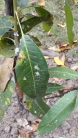 mealy_bug mango.jpg mealy_bug mango.jpg