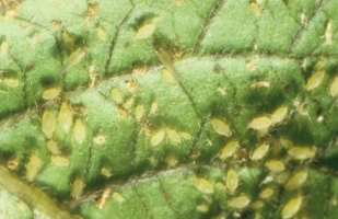 Mite