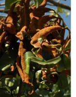 mite damege litchi.JPG