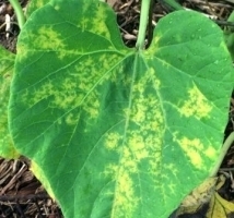 mosaic_virus_-_cucumber.jpg