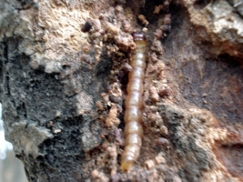 Bud Weevil