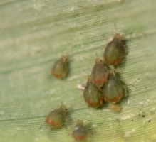 Aphids 