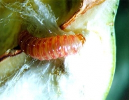 pink bollworm cotton.jpg pink bollworm cotton.jpg
