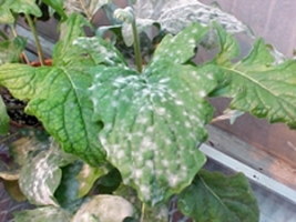 Powdery mildew