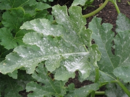 Powdery Mildew