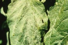 Powdery Mildew