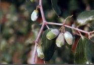 Powdery Mildew