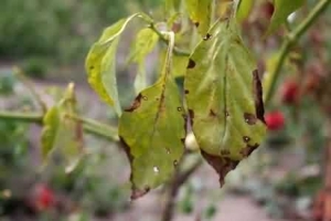 Powdery mildew