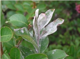 Powdery mildew