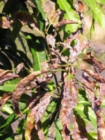 powdery mildew mango.jpg powdery mildew mango.jpg