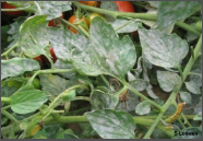 Powdery Mildew