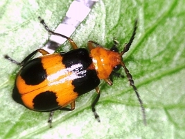 pumpkin-beetle.jpg